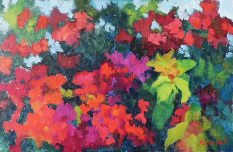 California Bougainvillea